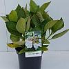 Hydrangea m. 'Libelle' Pot 2 Liter