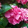 Hydrangea m. 'Pia' Pot 2 Liter