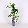 Wisteria floribunda 'Rosea' Pot 2 Liter