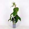 Actinidia deliciosa 'Jenny' Pot 2 Liter
