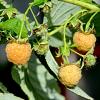 Rubus idaeus 'Fallgold' Pot 2 Liter