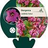 Bergenia cordifolia 'Eroica' Pot 9 cm