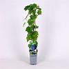 Vitis 'Boskoop Glory' Pot 2 Liter