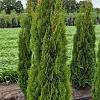 Thuja occ. 'Smaragd' Kluit 175 - 200 cm