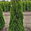 Thuja occ. 'Smaragd' Kluit 175 - 200 cm