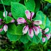 Lamium orvala Pot 9 cm