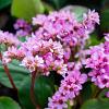 Bergenia 'Rotblum' Pot 9 cm