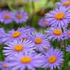 Aster tongolensis 'Wartburgstern' Pot 9 cm