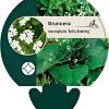 Brunnera macr. 'Betty Bowring' Pot 9 cm
