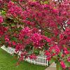 Malus 'Royal Beauty' Pot 18 liter Stam 120 cm