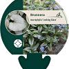 Brunnera macr. 'Looking Glass' Pot 9 cm