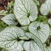 Brunnera macr. 'Looking Glass' Pot 9 cm