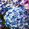 Hydrangea macrophylla Magical Mix Pot 5 Liter 