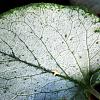 Brunnera macr. 'Silver Heart' Pot 9 cm
