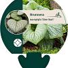 Brunnera macr. 'Silver Heart' Pot 9 cm