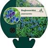 Buglossoides purpurocaerulea Pot 9 cm