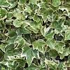 Hedera hel. 'Eva' Pot 2 Liter