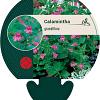 Calamintha grandiflora Pot 9 cm