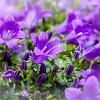 Campanula 'Birch Hybrid' Pot 9 cm