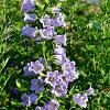 Campanula cochleariifolia Pot 9 cm