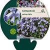 Campanula cochleariifolia Pot 9 cm