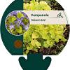 Campanula 'Dickson's Gold' Pot 9 cm