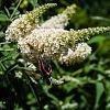 Buddleja White Chip Pot 3 Liter 