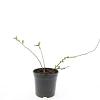 Chaenomeles sup. 'Jet Trail' Pot 1,5 liter
