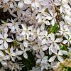 Clematis arm. 'Snowdrift' Pot 2 Liter