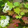 Hydrangea quercifolia Pot 3 Liter 