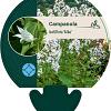 Campanula lact. 'Alba' Pot 9 cm