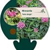 Monarda Petite Delight Pot 9 cm