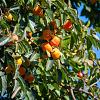 Diospyros kaki Pot 18 liter Halfstam