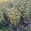 Elaeagnus ebb. 'Viveleg' Pot 3 Liter 