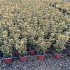Euonymus jap. 'Aureus' Pot 3 Liter 