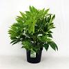 Fatsia japonica 'Spider's Web' Pot 12 liter 