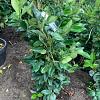 Ligustrum j. 'Texanum' Pot 5 Liter 
