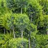 Cupressocyparis l. 'Gold Rider' Pot 65 Liter 175 - 200 cm Bonsai