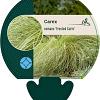 Carex comans 'Frosted Curls' Pot 9 cm