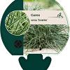 Carex conica 'Snowline' Pot 9 cm