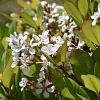 Rhaphiolepis umbellata ovata Pot 3 Liter 