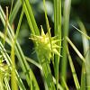 Carex grayi Pot 9 cm