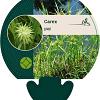 Carex grayi Pot 9 cm