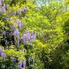 Wisteria sinensis in soorten Pot 10 liter 250 - 300 cm