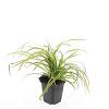 Carex morrowii 'Aureovariegata' Pot 9 cm