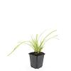 Carex morrowii 'Aureovariegata' Pot 9 cm