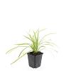 Carex morrowii 'Aureovariegata' Pot 9 cm