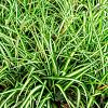 Carex morrowii 'Aureovariegata' Pot 9 cm