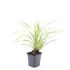 Carex morrowii 'Aureovariegata' Pot 9 cm