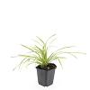Carex morrowii 'Aureovariegata' Pot 9 cm